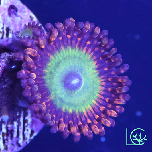Bowser Zoa WYSIWYG