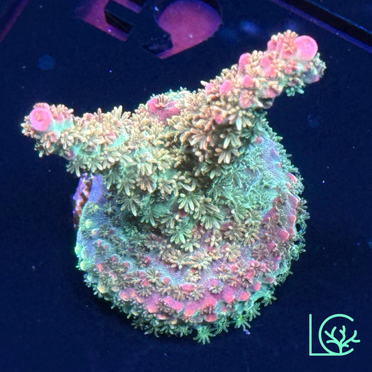 Vivid's Confetti Acropora WYSIWYG