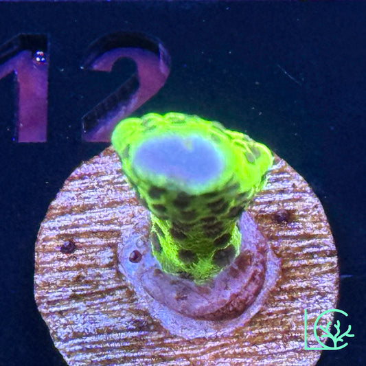 WWC Slimeball Anacropora WYSIWYG