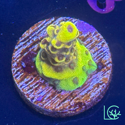 WWC Afterparty Acropora WYSIWYG