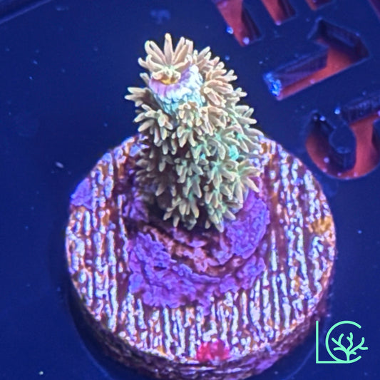 RR Lady in Pink Acropora WYSIWYG