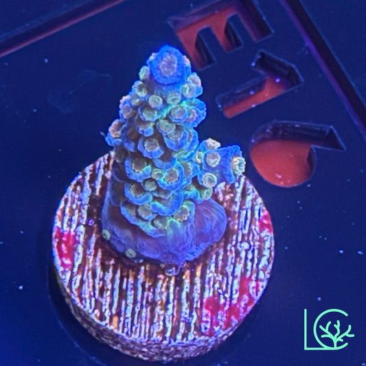 JF Jolt Acropora WYSIWYG