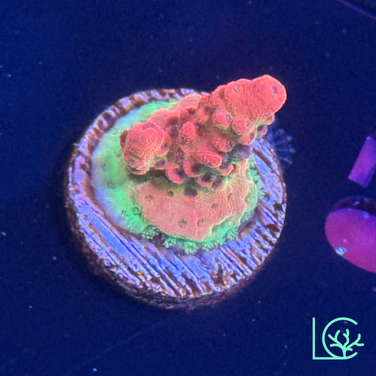 CB Maleficient Acropora WYSIWYG