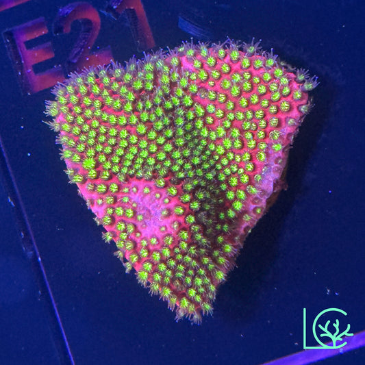 Electric Daisy Stylo