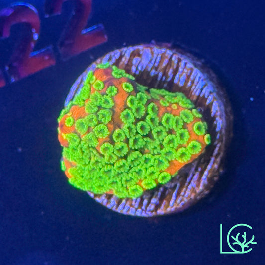 Mystic Sunset Montipora WYSIWYG