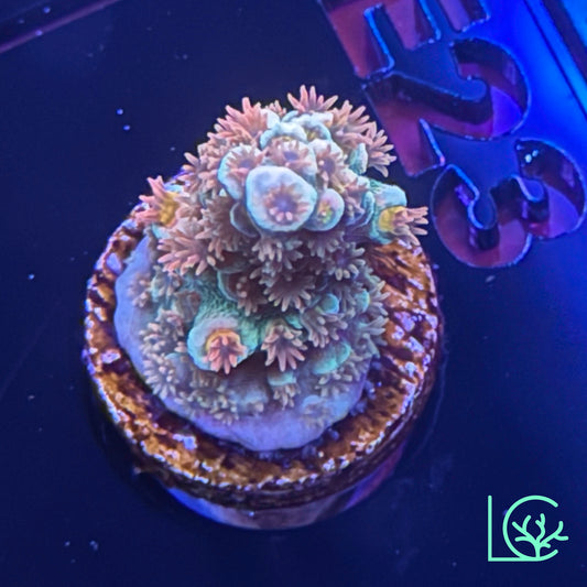 RR Lady in Pink Acropora WYSIWYG