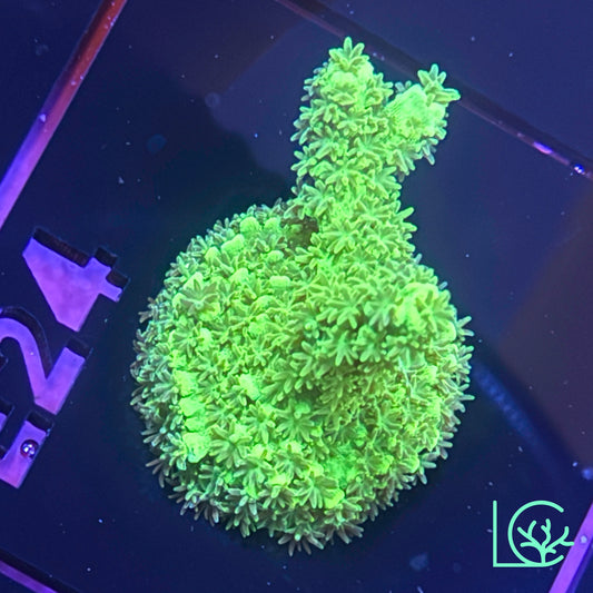 Toxic Tenius Acropora WYSIWYG