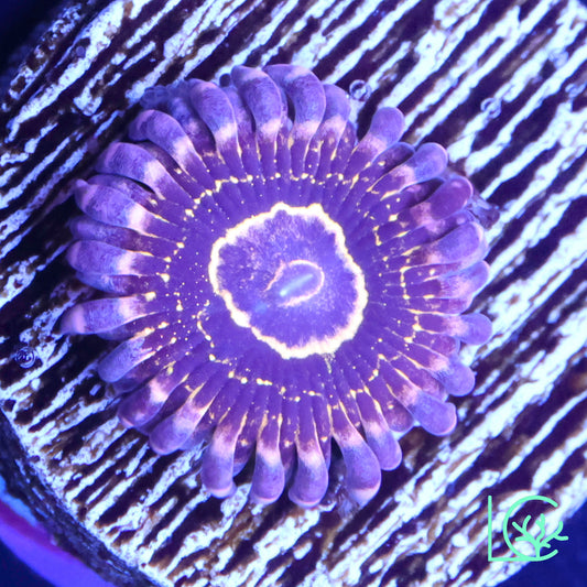 Stratosphere Zoa WYSIWYG