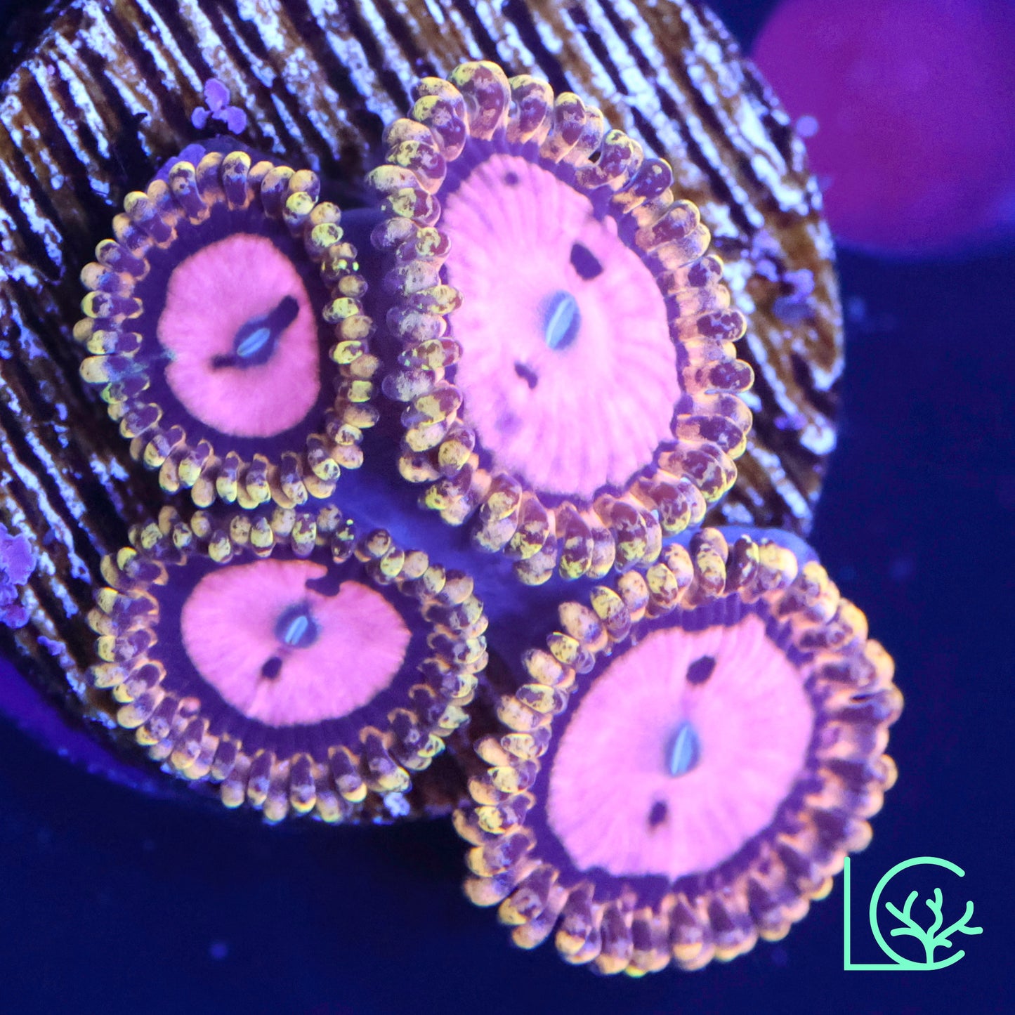 Pink Diamond Zoa WYSIWYG