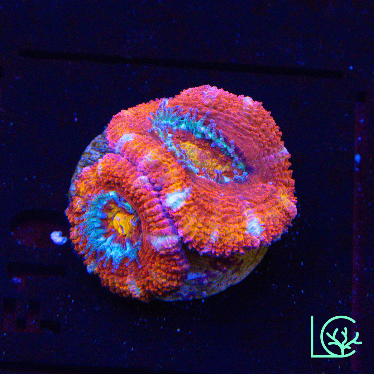 Ring of Fire Acan WYSIWYG