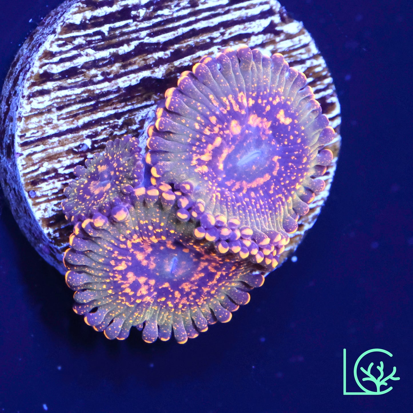 JF Azz Krak Zoa WYSIWYG