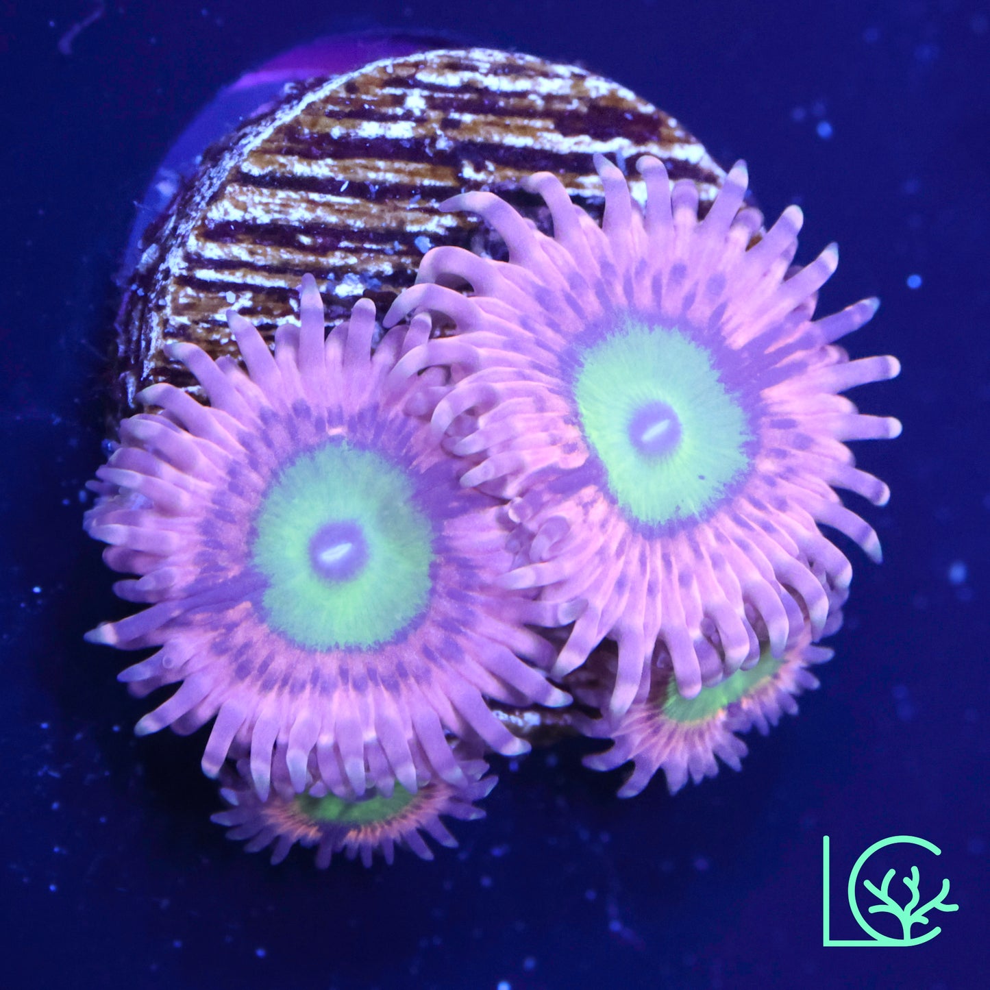 Pink Hippos Zoa WYSIWYG