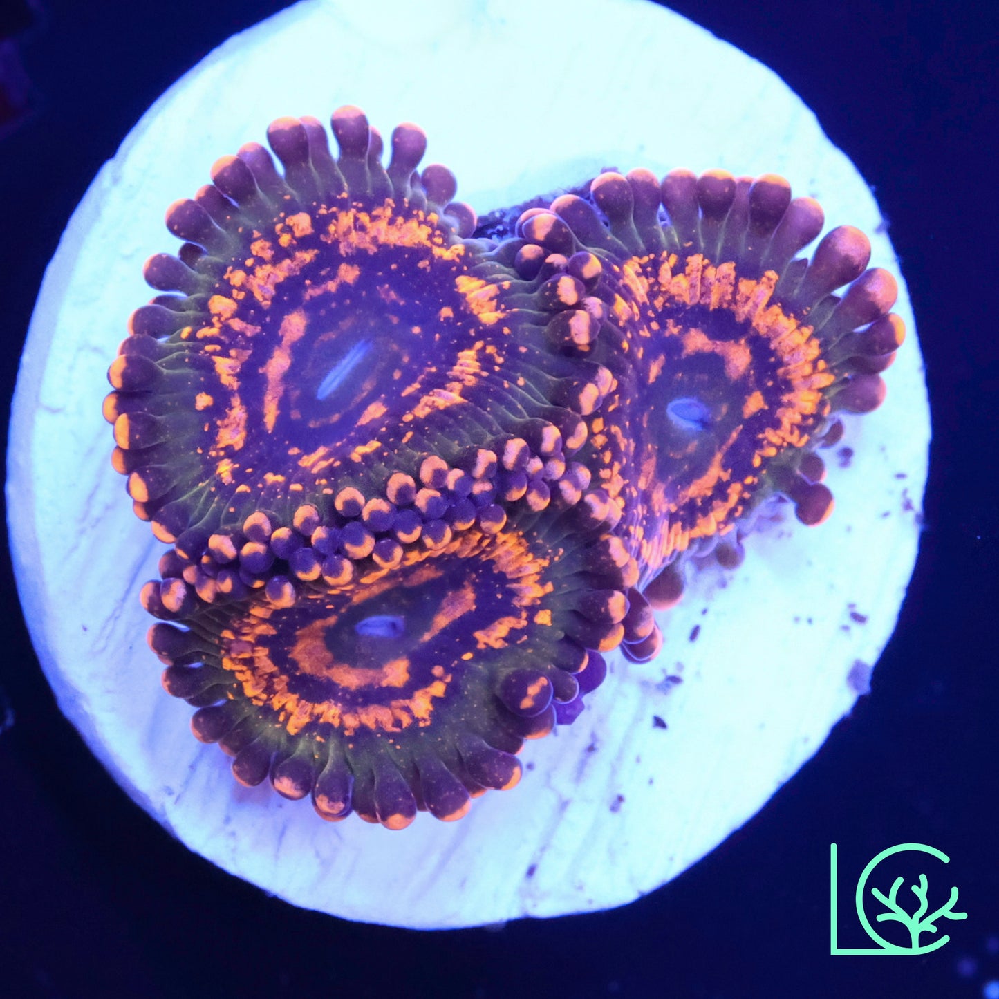 JF Azz Krak Zoa WYSIWYG