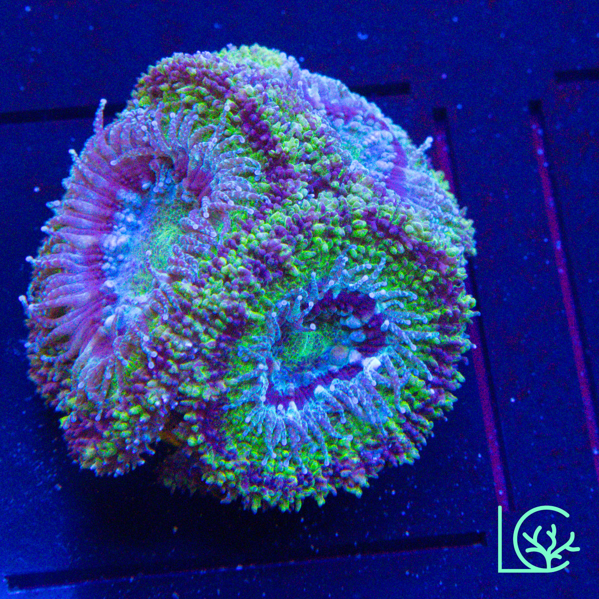 Green Monster Acan WYSIWYG