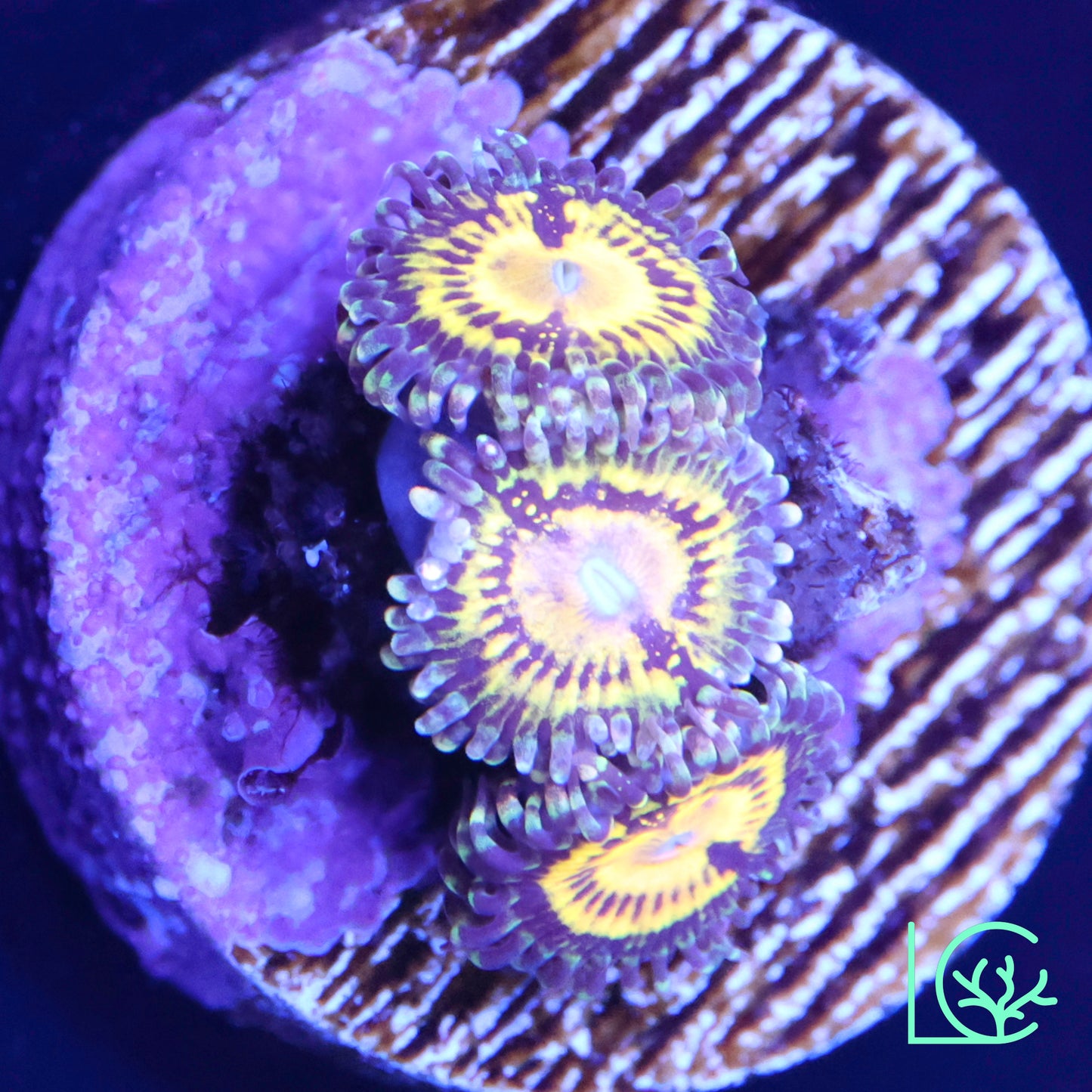 Butt Muncher Zoa WYSIWYG