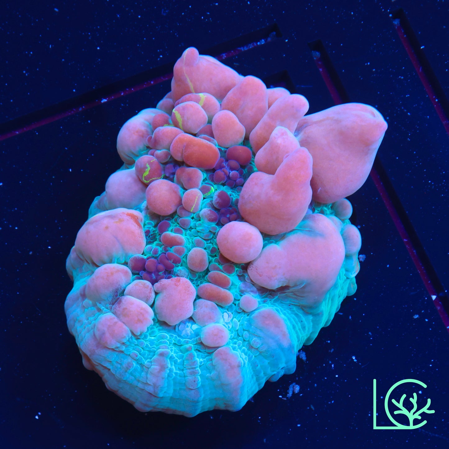 WWC Cosmic Candy Bounce Chalice WYSIWYG