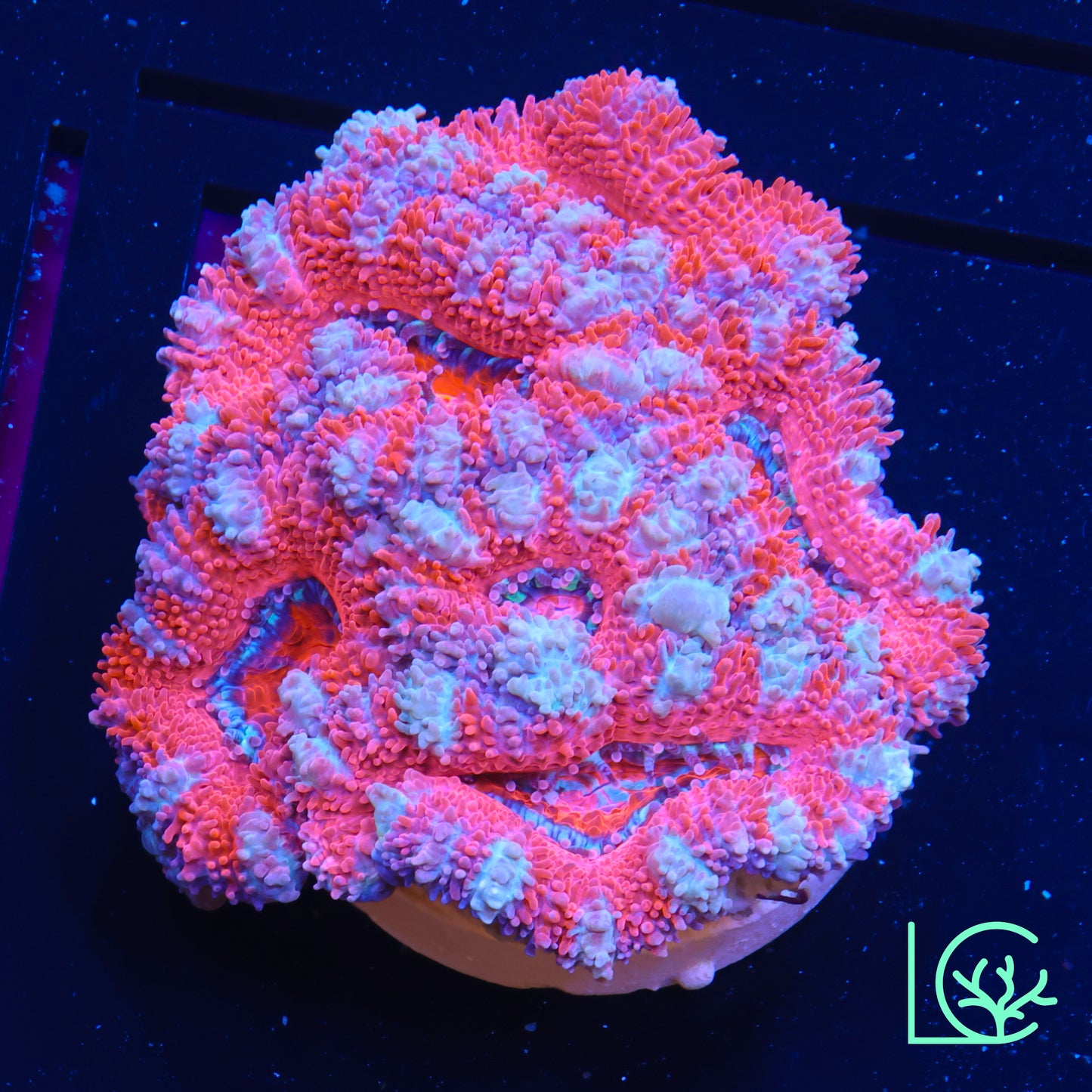 Red Candy Cane Acan WYSIWYG
