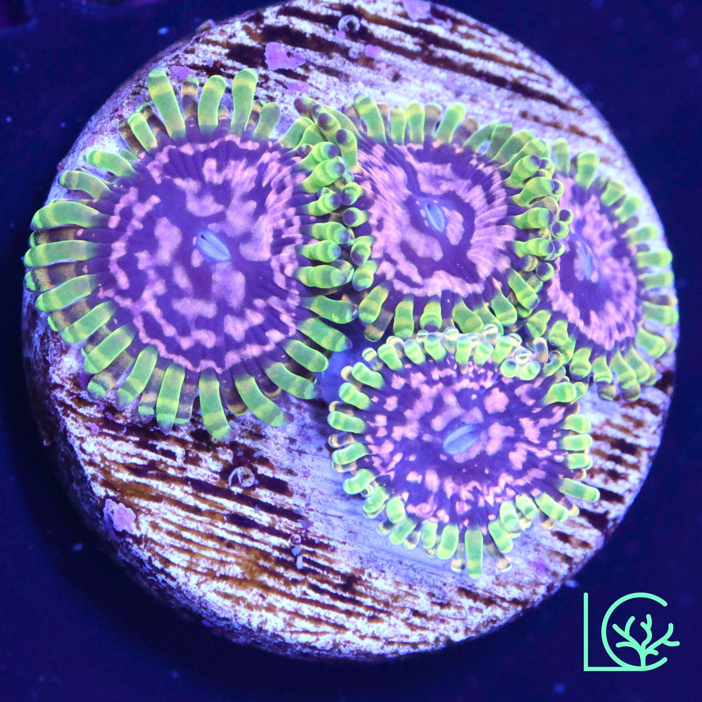 Purple Monster Zoa WYSIWYG