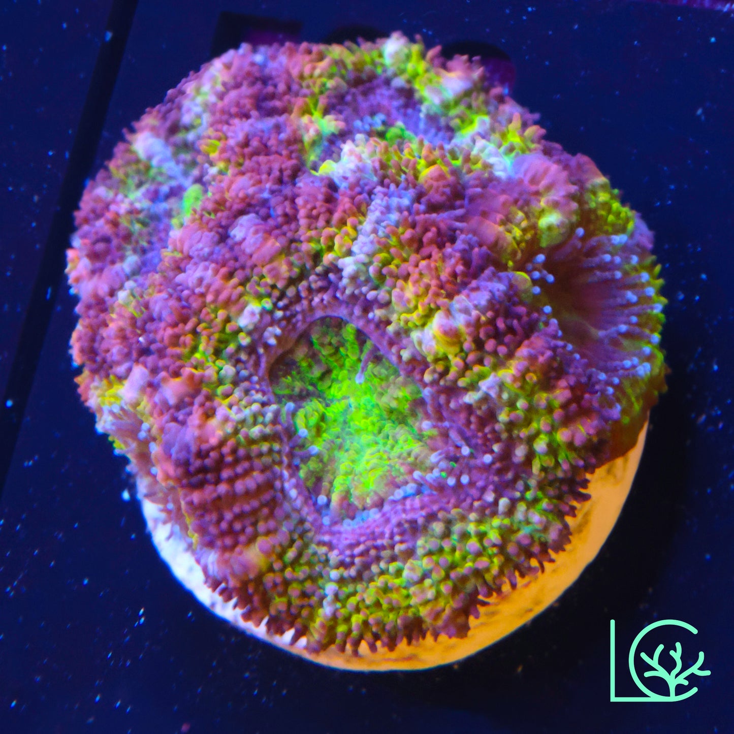 Ultra Hot Red Candy Cane Acan WYSIWYG