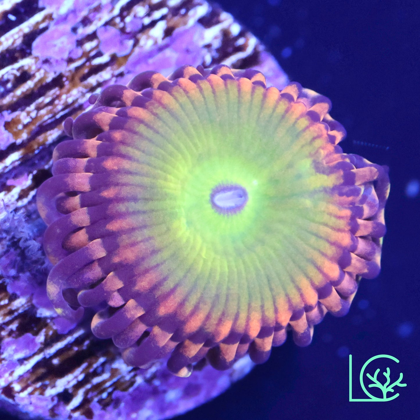 GB Rainbow Troll Zoa WYSIWYG