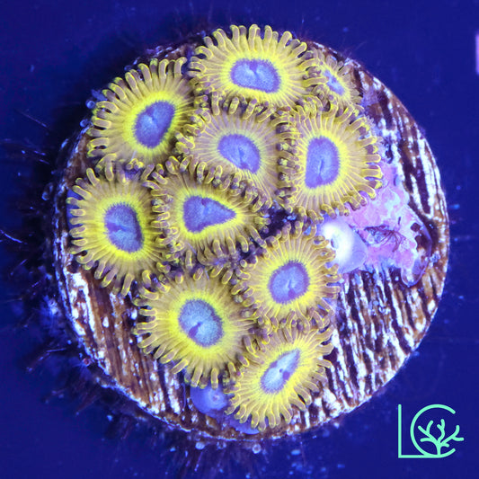 Pikachu Zoa WYSIWYG