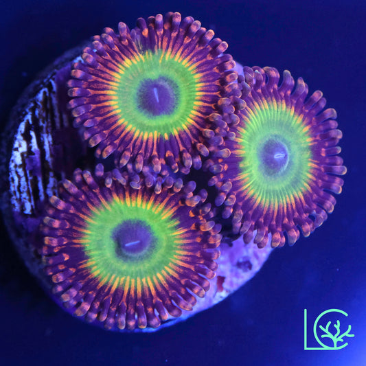 Bowser Zoa WYSIWYG
