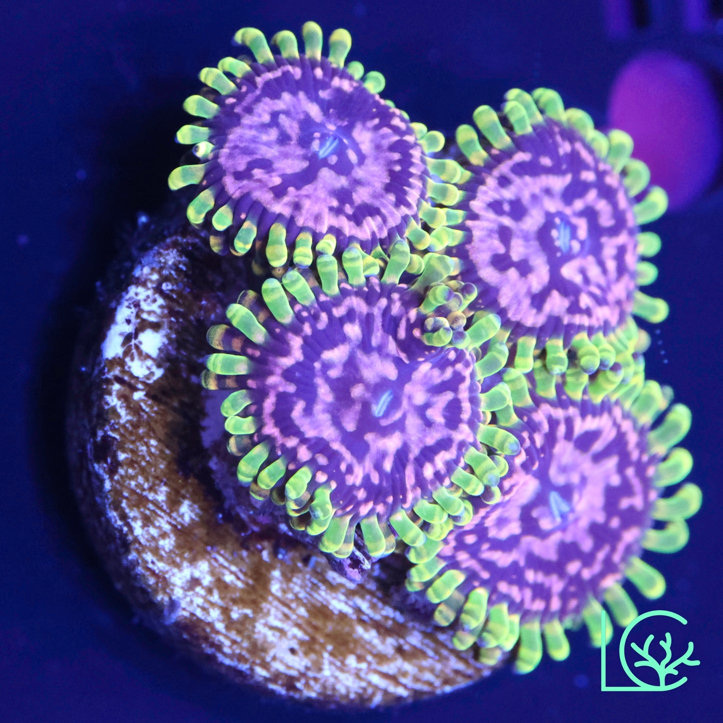 Purple Monster Zoa WYSIWYG