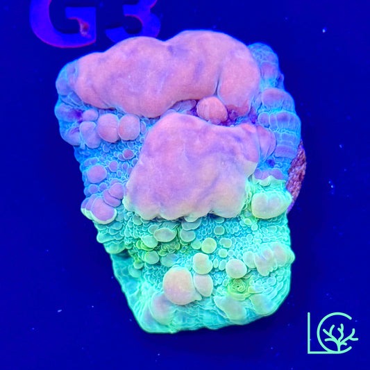 WWC Cosmic Candy Bounce Chalice WYSIWYG