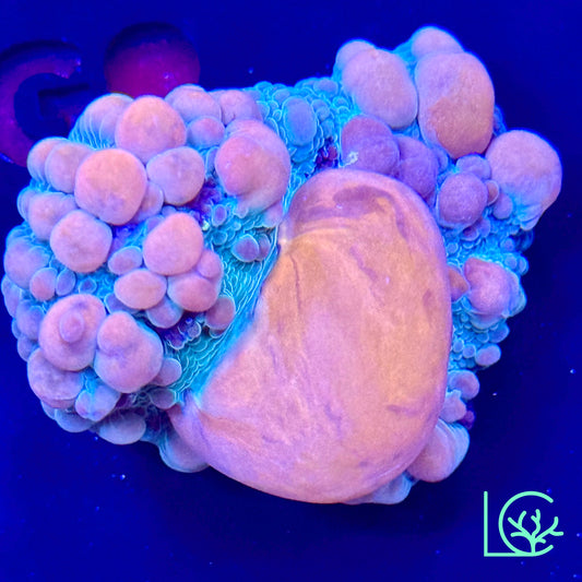 WWC Cosmic Candy Bounce Chalice WYSIWYG