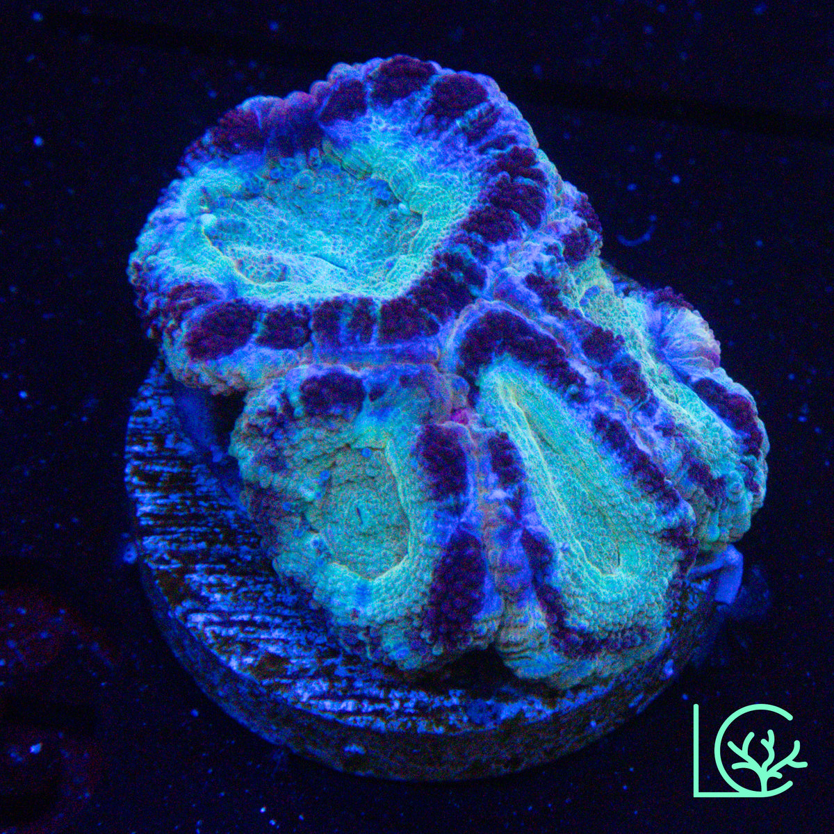 Asian Acan WYSIWYG