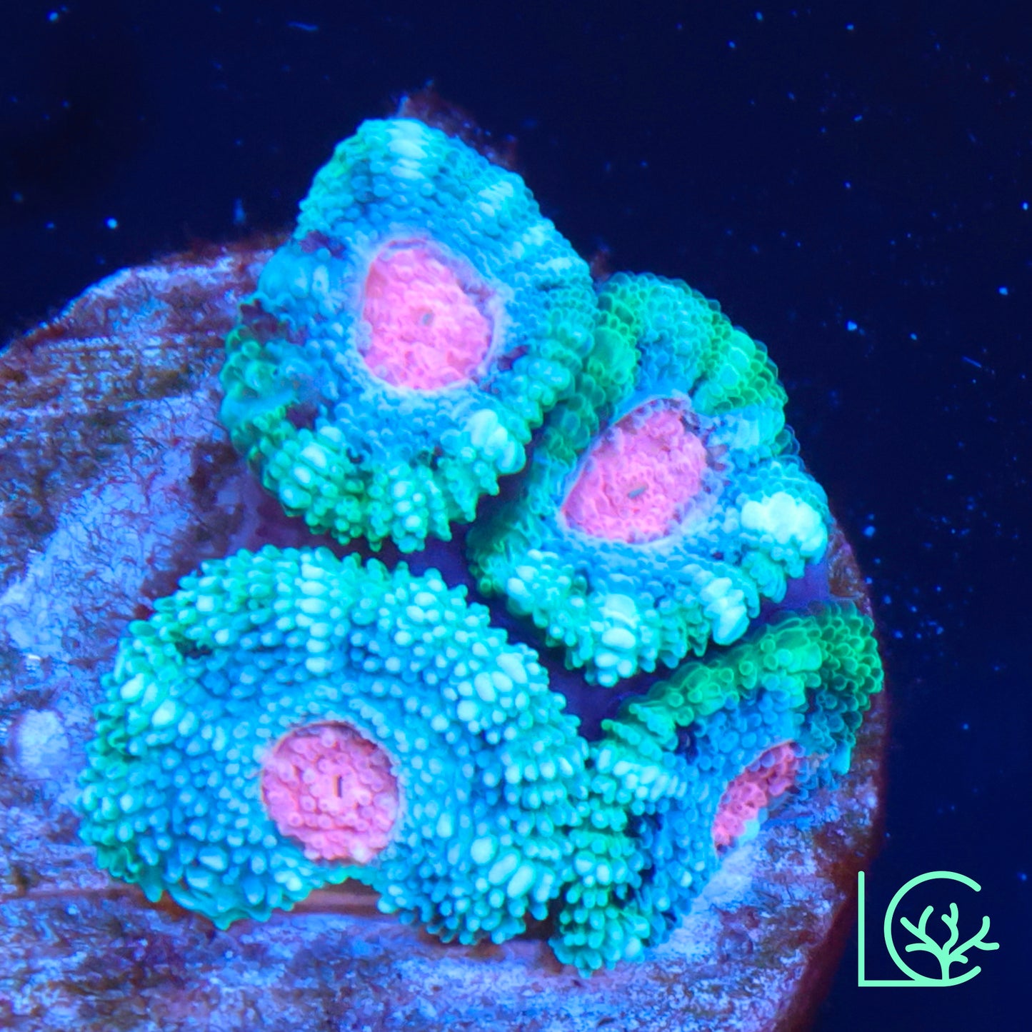 LC Frozen Berry Micromussa WYSIWYG