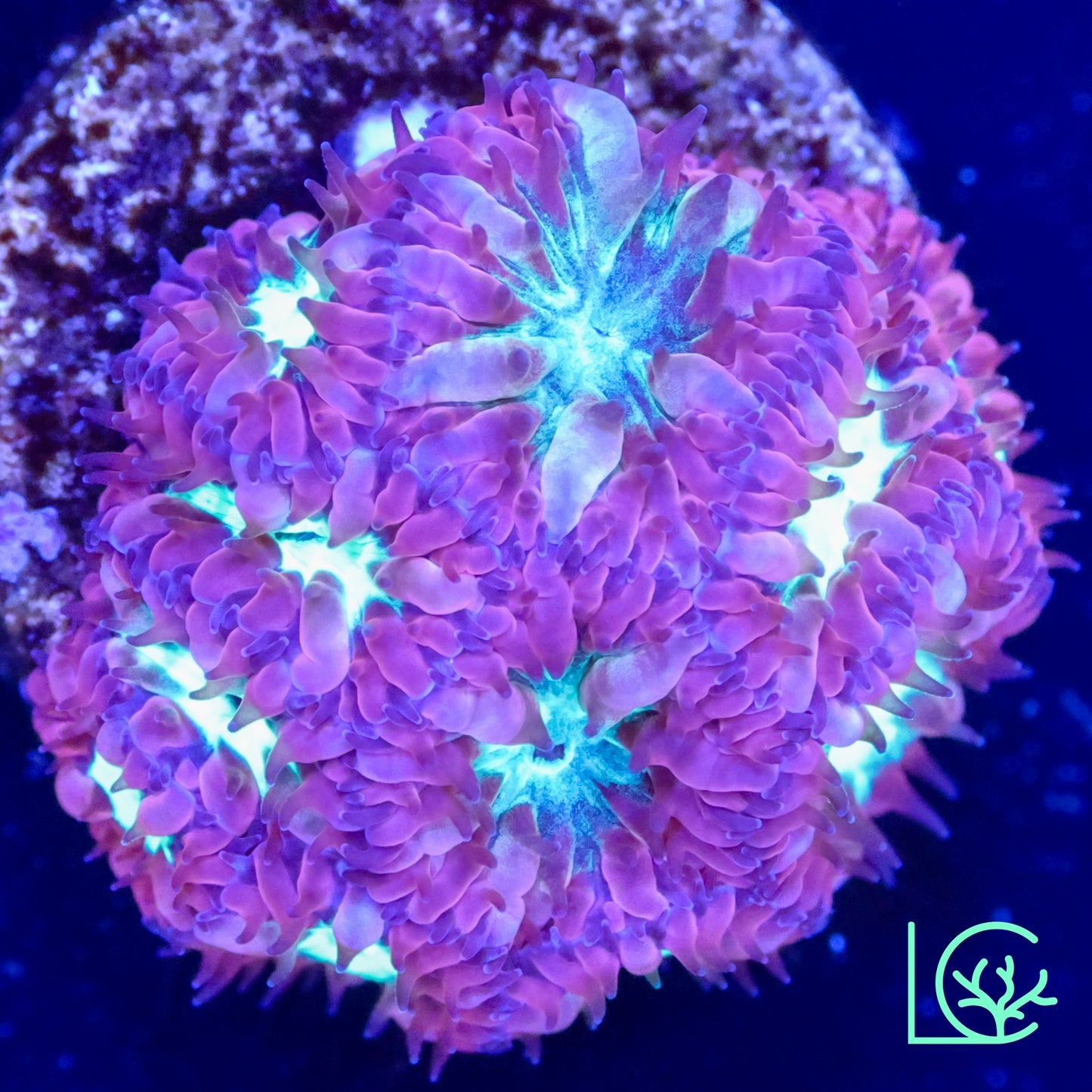 LC Blastomussa Merletti WYSIWYG