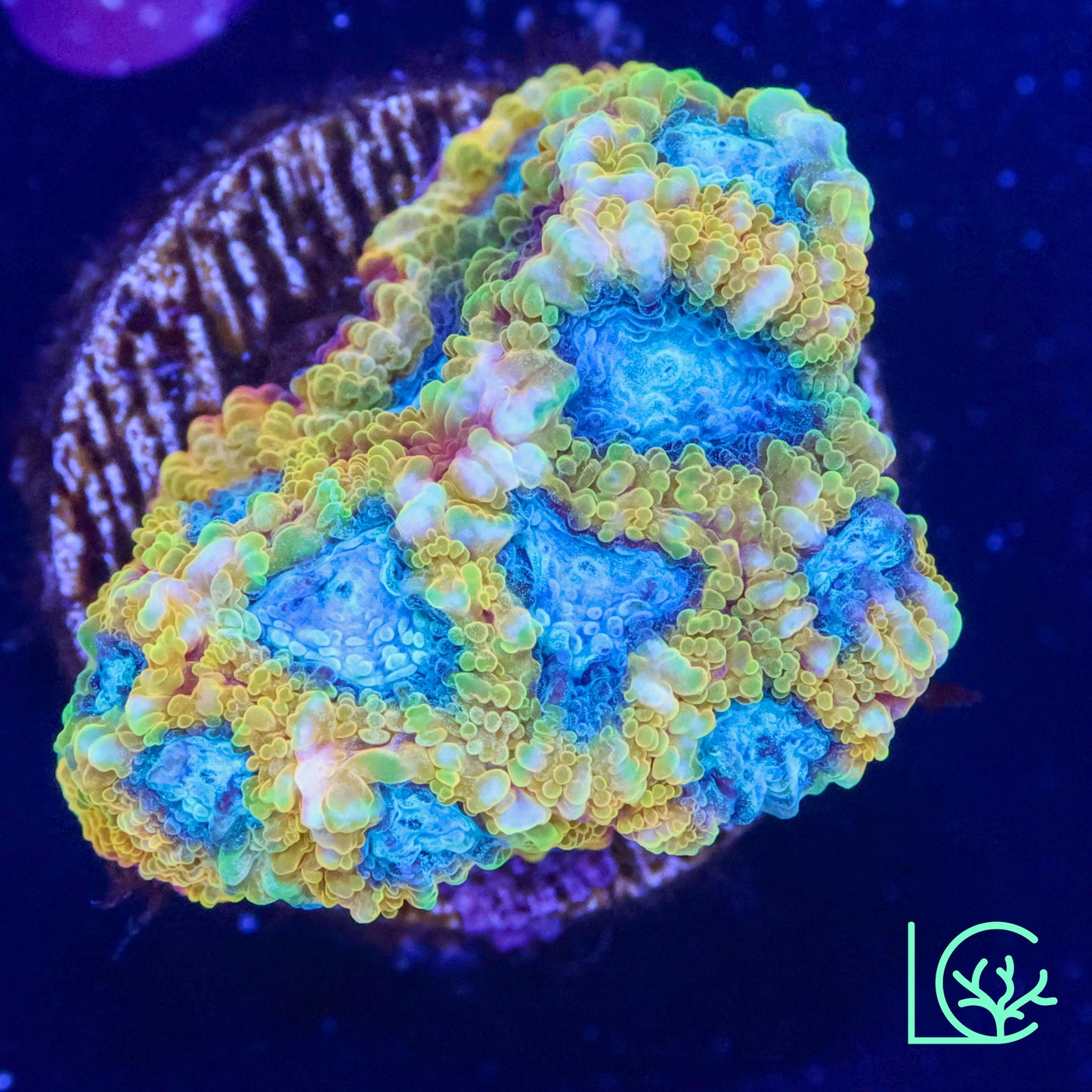 Favia of the Gods WYSIWYG