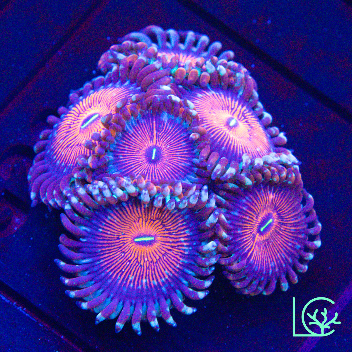 White Zombie Zoa WYSIWYG