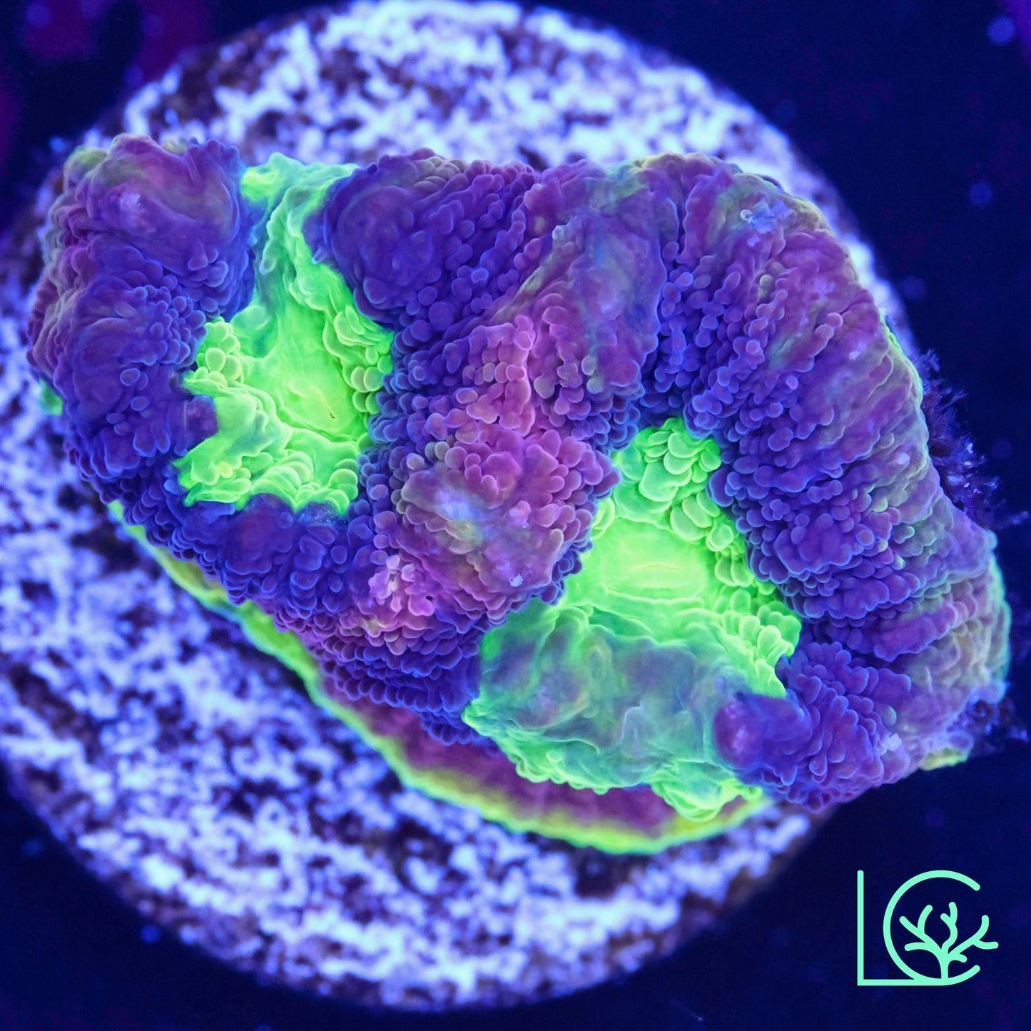 LC Dragon Soul Favia WYSIWYG