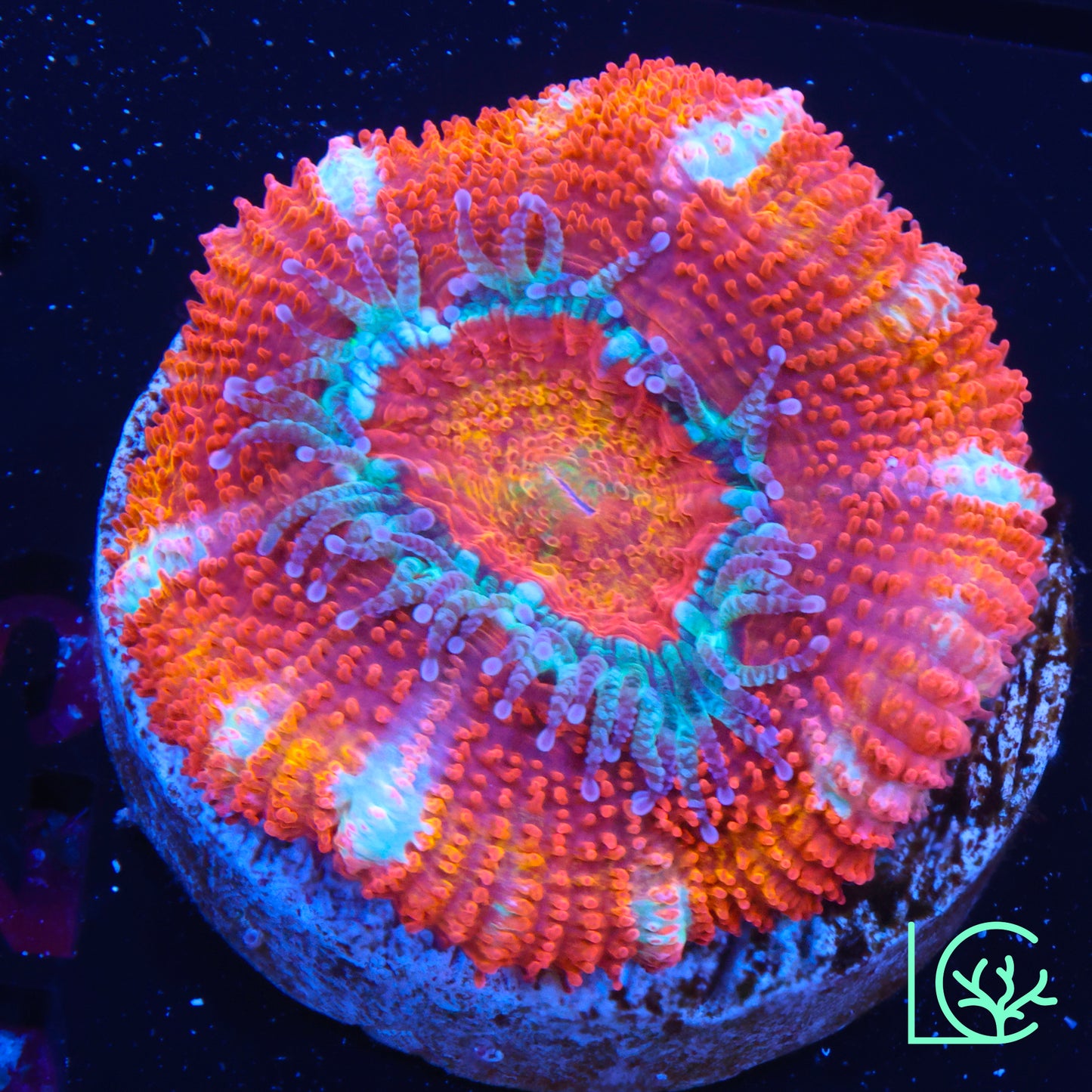 Ring of Fire Acan WYSIWYG