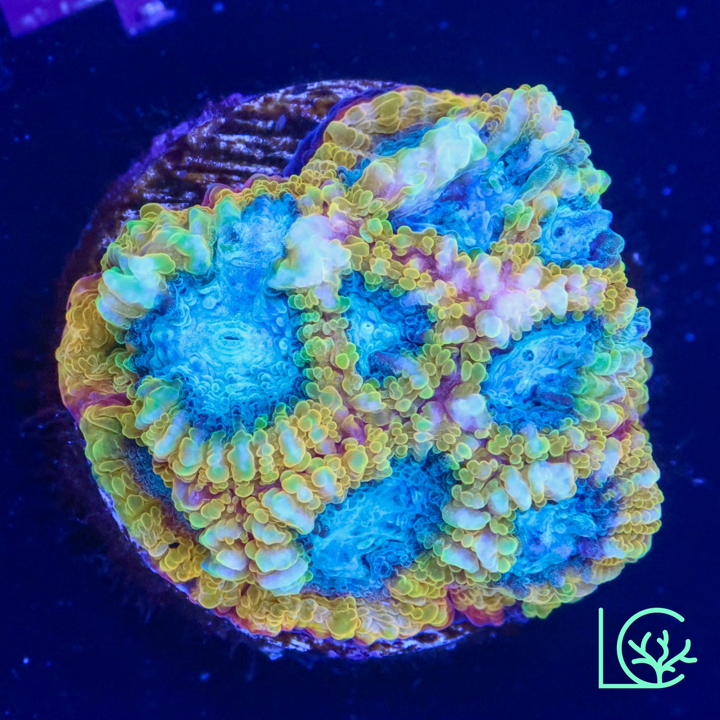 Favia of the Gods WYSIWYG