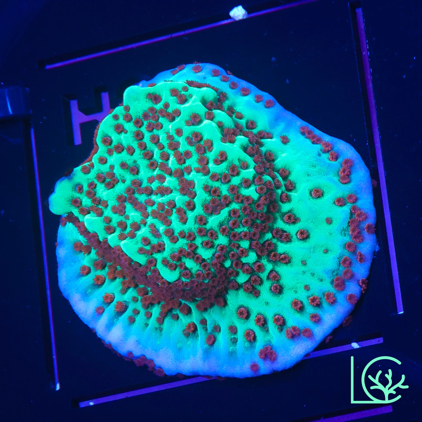 Jedi Mindtrick Montipora WYSIWYG