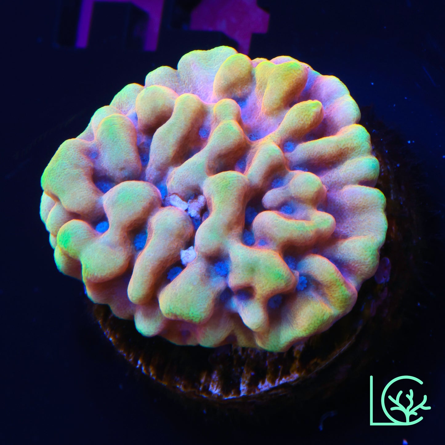 JF Alter Ego Montipora WYSIWYG