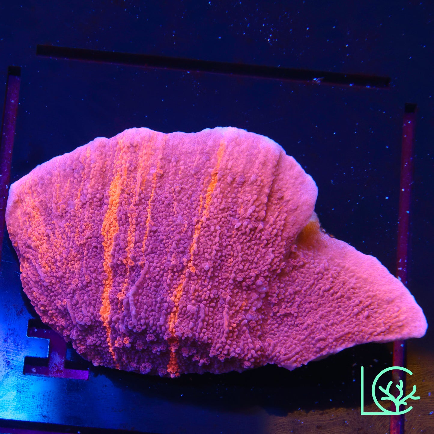 JF Mixed Emotions Montipora WYSIWYG
