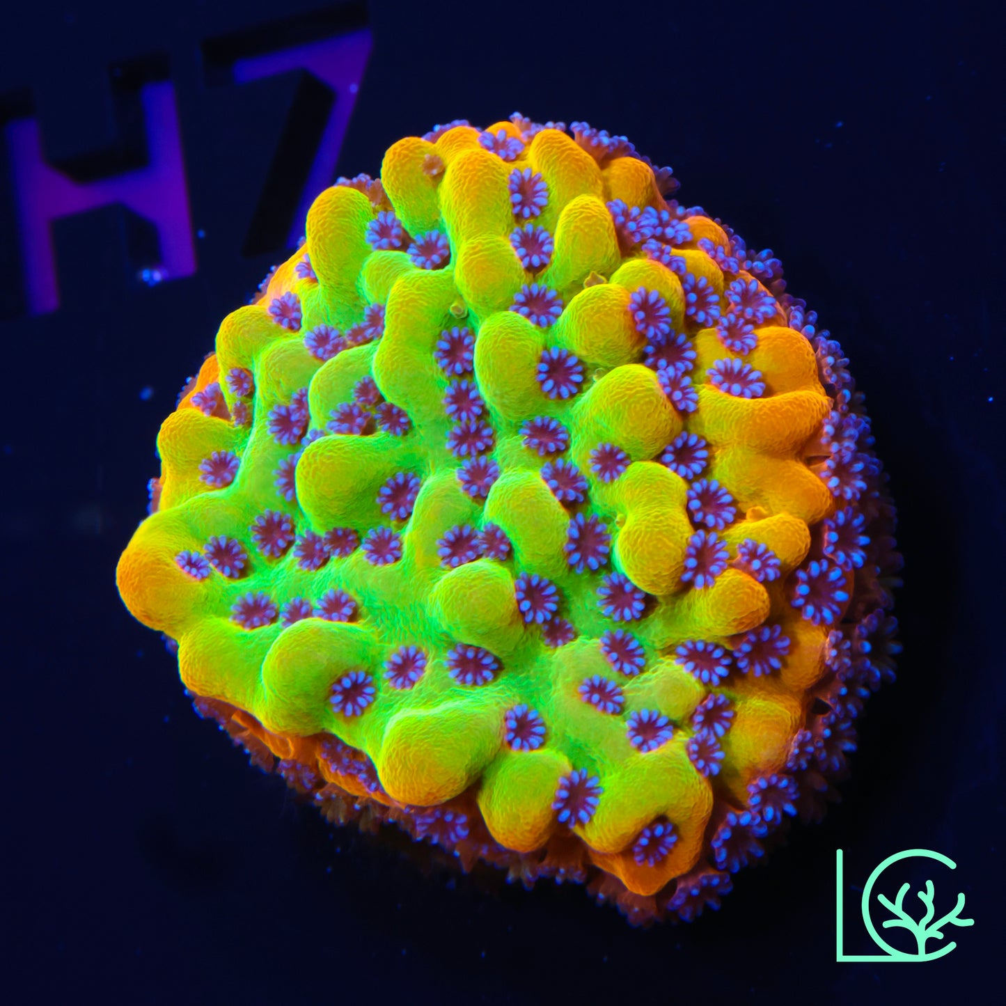 TSA Beast Montipora WYSIWYG