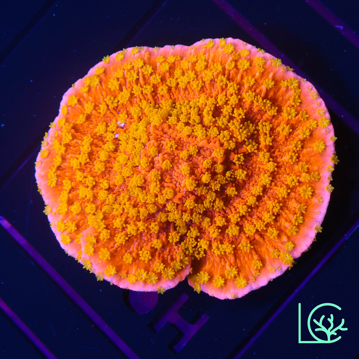 Sunburst Monti WYSIWYG