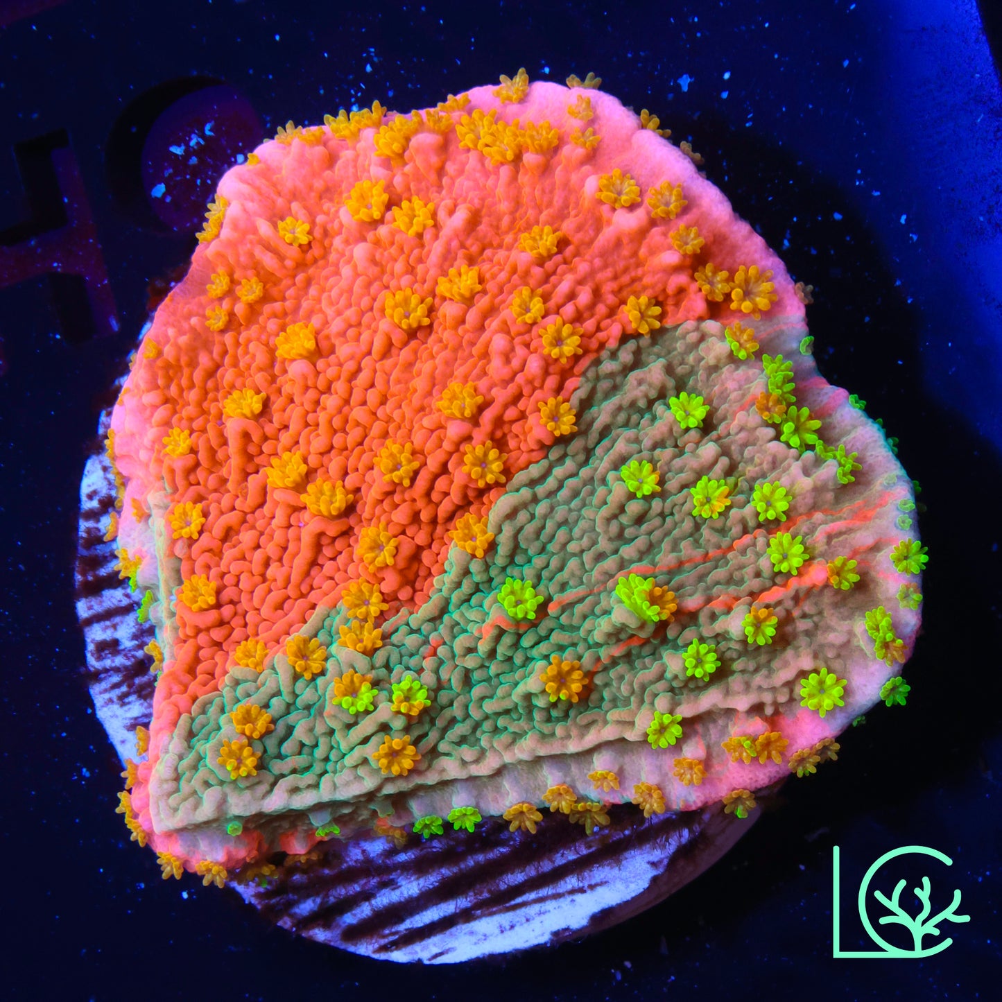 Sunfire Grafted Montipora WYSIWYG