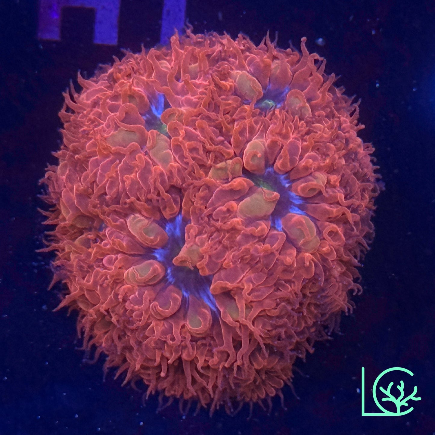 Blue Raven Merletti WYSIWYG