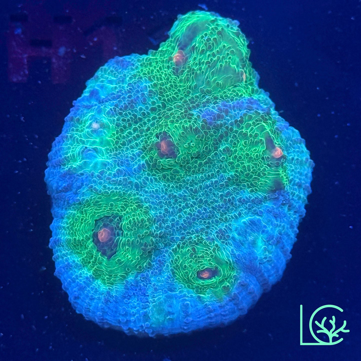 Avatar Chalice WYSIWYG