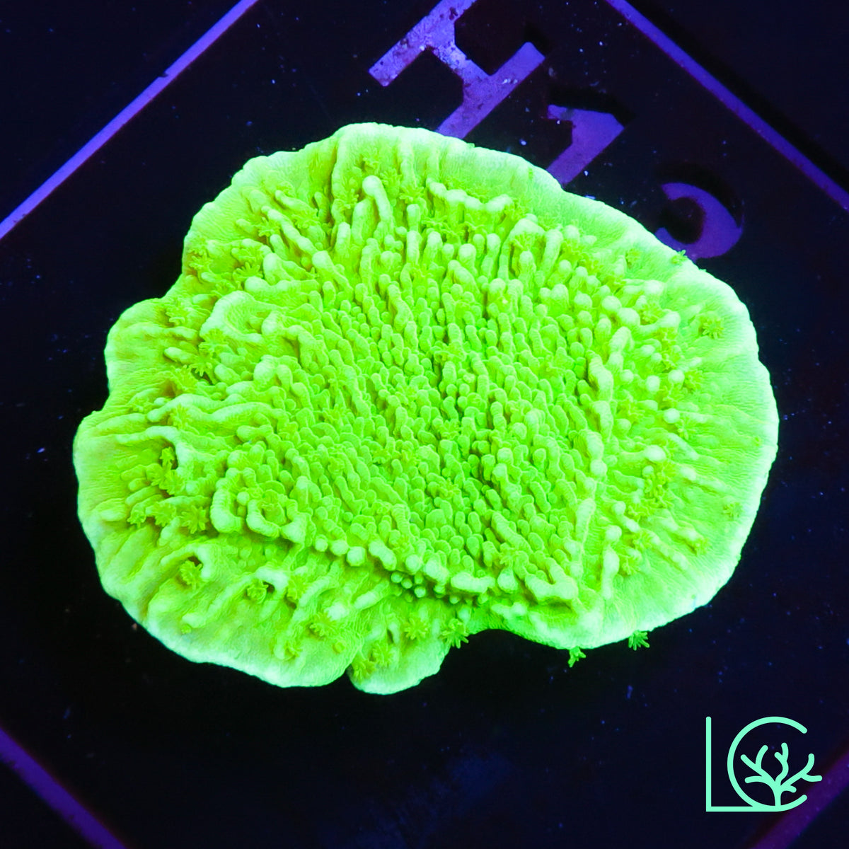 Green Monti WYSIWYG