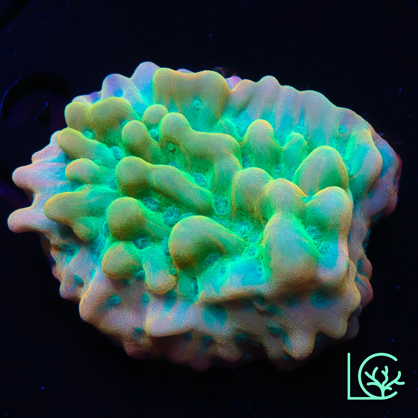 JF Beach Bum Montipora WYSIWYG