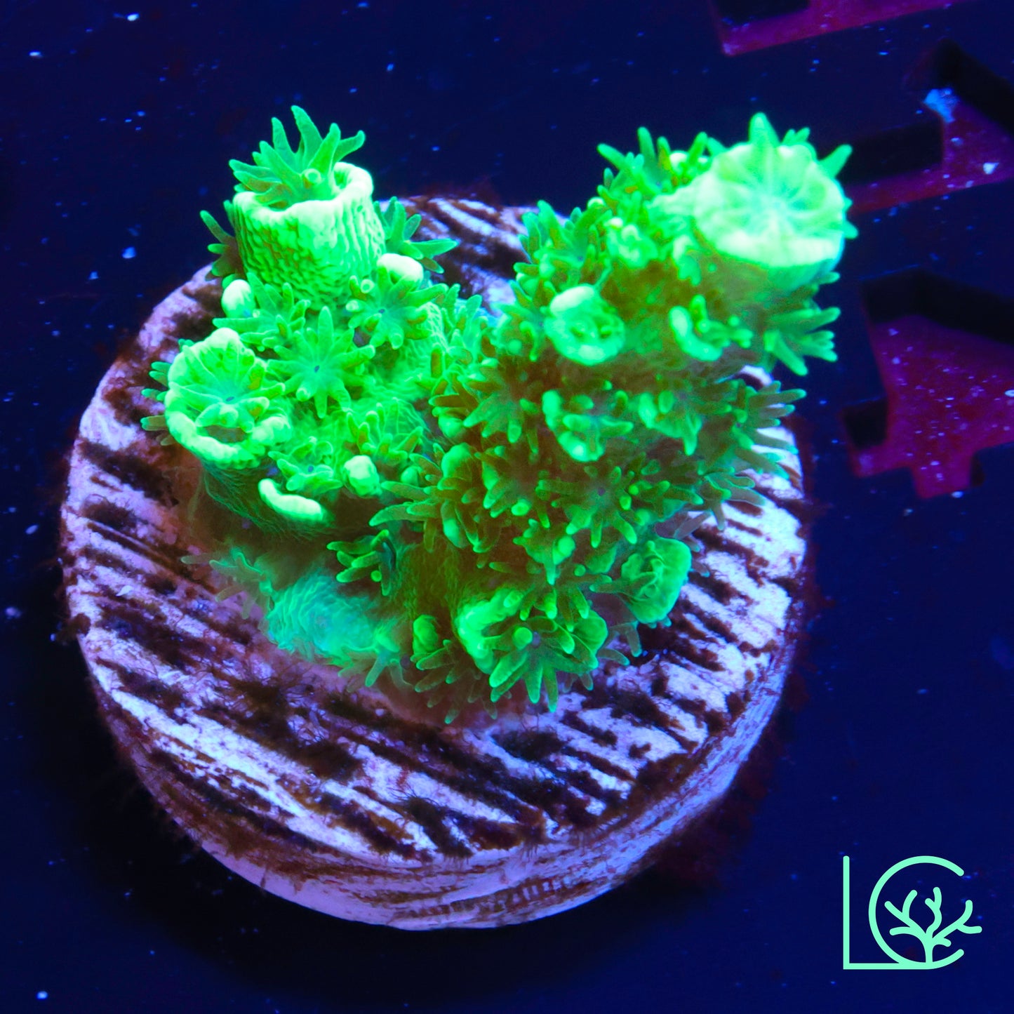 Radioactive Toxic Tenuis Acropora WYSIWYG