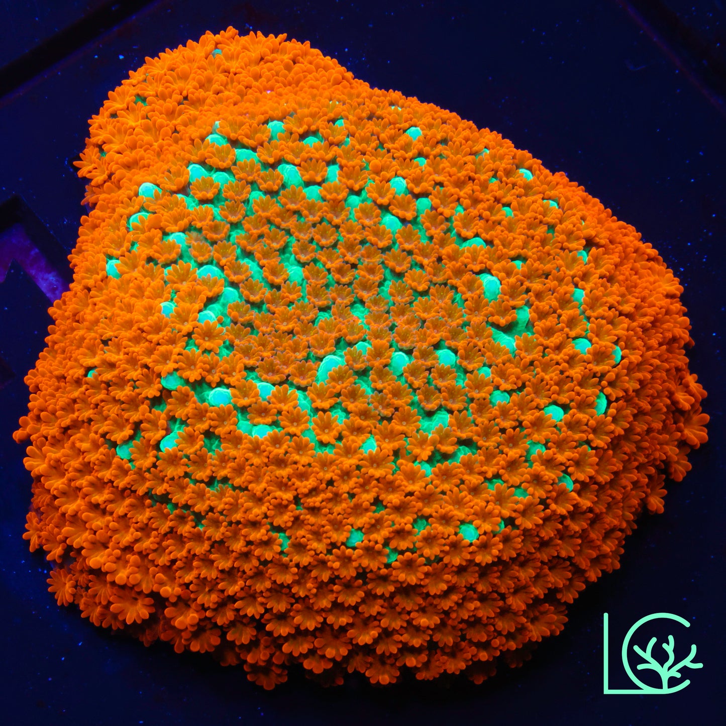 JF Aquaman Montipora WYSIWYG