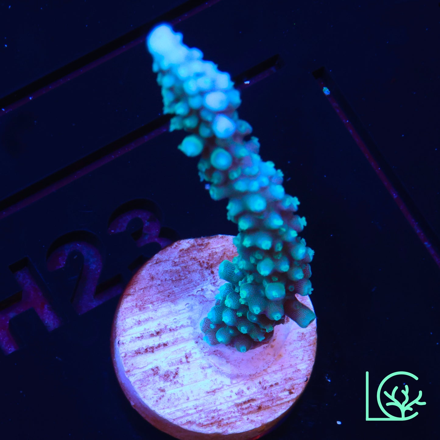 ORA Turquoise Stag WYSIWYG